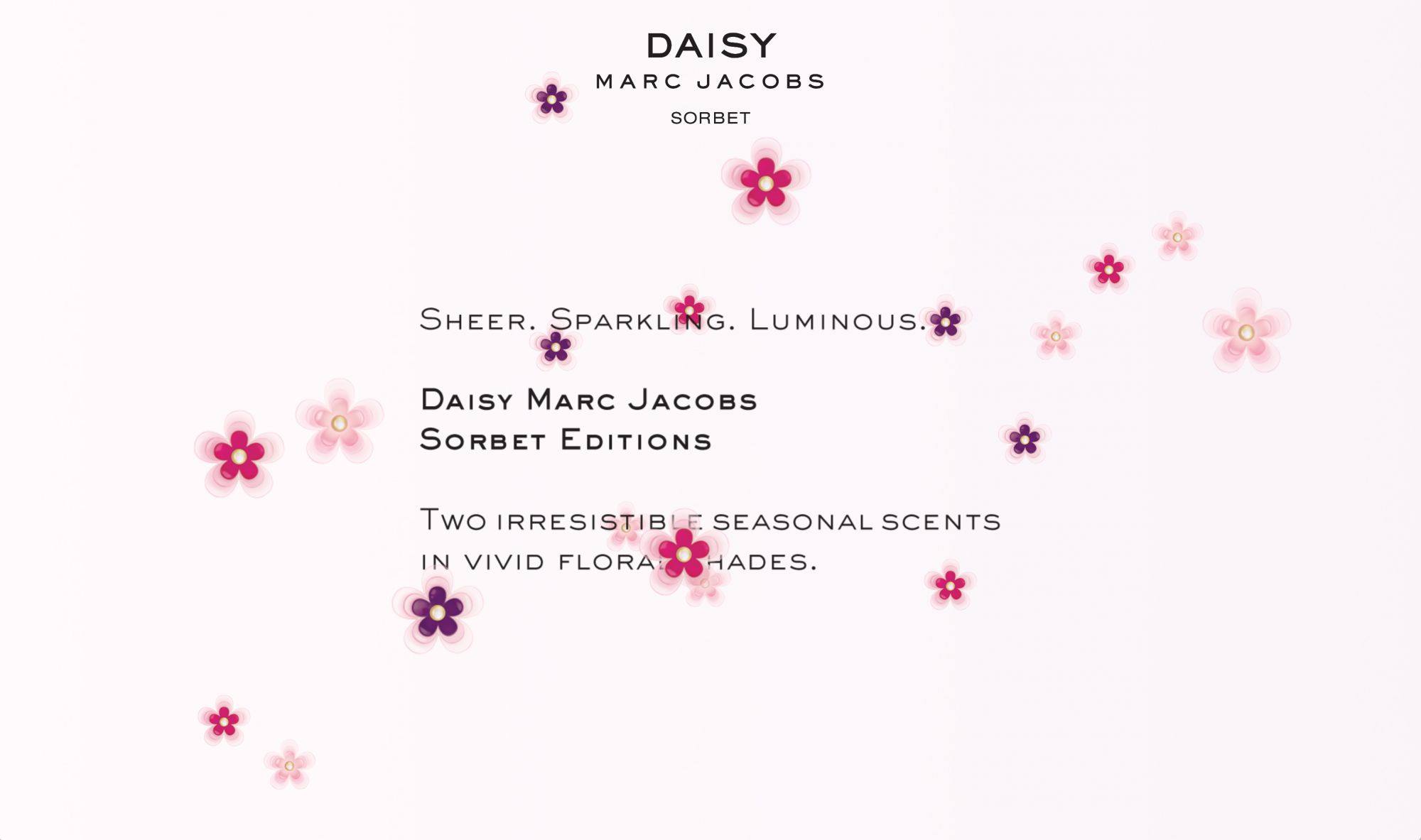 Daisy Sorbet